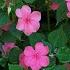 Beautiful Flowers From Seed Big Blooms Small Budget