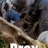 Drex Mutant Jurassic World Rebirth Jurassicworld Dinosaur Indominusrex Edit Jurassicpark Drex
