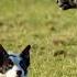 Sheepdog Trials