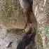 Daily Life Of Wild Boar In Mountain Warthog Pig Boar Hog Viral Animal Wildboar Wildlife