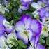 Pansy Violet Viola Incostantlover Flowers Gardening