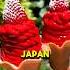 Japan Is Living Ahead Of The World In 2050 Japan Shorts