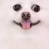 Do You Eat Stinky Ice Cream Nico Smartnico Funny Dog Puppy
