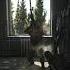 Surprised By A Scav Shorts Escape From Tarkov