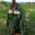 Standing Bird Hunting Super Hot Video Indonesia Vietnam Mexico Italy India Spain