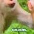 Macaques Have A Special Fondness For Babies Macaca Macaco Macaque Bandar Kurang Kothi Monkey