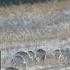 1 000 Rare Gazelles Spotted Grazing On Border Forest Farm In Inner Mongolia