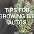 3 Secrets For Growing HUGE Autoflowering Cannabis Plants