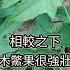 冬天消失 春天復活 木鱉果 多年生 沒結果就吃葉子 Momordica Cochinchinensis