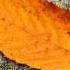 Mellow Liquid Melodic DNB Mix October 2012