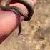 Small Snake Shorts Snake Asmr Viral Shortvideo Yt