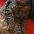 ВИДЕЛИ КАК КОТИК ИКАЕТ Fannycays Animals Pets