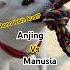 Anjing Vs Manusia Anjing Anjinglucu Shorts