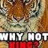Why Tigers Are Not King Of The Jungle