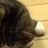 Maru Loves Box Too Much