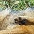After Falling Into The Hunter S Trap A Fox Was Spotted With Metal Wire Wrapped Around Its Hind Leg