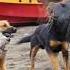 Sea Lions Vs Dogs 4K UHD Mammals BBC Earth