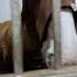 Memories Of Jevi Ratsuniitty Horse Equestrian Sad Memoriesforever