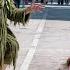 Bushman Prank New Compilation In Summer 2025