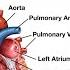Anatomy Of The Heart Structures And Blood Flow Cardiology Made Easy