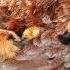 HEN WITH BABY Chakor Chakoorvoice Nature