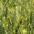 Let S Look At The Crop Situation 2025
