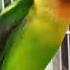 LOVEBIRD Fighter Cocok Buat Pancingan Emosi