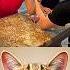 Give This Video Title Warning Answer Cat Meme Dance