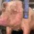 The Fate Of Pigs