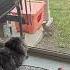Our Cats Love Watching The Wildlife Cats Catshorts
