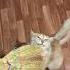Ням ням Cat кот котики Nature Soul