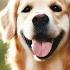 24 Hours Of Dog Music Calming Music For Dogs Soothing Music To Ease Separation Anxiety In Dogs 14