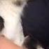 Kid Baby Goat Screaming