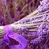 Joshua Bell Ladies In Lavender Soundtrack Джошуа Белл Дамы в лиловом