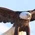 Exposed USDA S Secret War On Wildlife