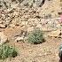 Iran Nomadic Life The Balrod Family S Efforts To Wash Their Sheep In The Mountains