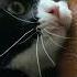 Cute Cat Videos Cat Videos Compilation 2022 126 Funny Cat Videos2022 Atb Animal Videos