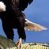 The Best Of Eagle Attacks 2018 Most Amazing Moments Of Wild Animal Fights Wild Discovery Animals