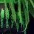 Rellik Army