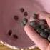 How To Grow Lotus From Seeds Shorts Viral Lotus Seeds Germination Yt Shortsfeed Subscribe
