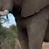 HERD Elephant Orphanage South Africa Is Live