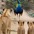 Peafowl Bird Sound Peacock S Feather Display Leaves Lion Cubs Speechless Amazing Peacock Dance