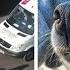 This Dog Comes Here Every Day And Helps Kindergarten Kids Safely Cross The Road