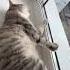 Cat веселыекоты марсик тимоша