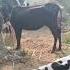 24 May 2025 Gulia Dairy Farm