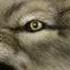 Shy Fx Wolf