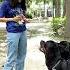 Dog Behaviour Especially Rottweilers Mother Of Rottweiler With Rottweilers Shorts Rottweiler