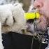 Охота в Норвегии без цензуры 2 NORDIC WILD HUNTER Охотник и рыболов