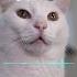 KATZEN MIAUEN Spiele DAS Ab Und Deine Katze Kommt Sofort Zu Dir Katzensound Katzenliebe