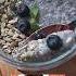 Kim Kardashian Super Healthy Coconut Chia Pudding Shorts Kimkardashian Hollywood Viralvideos